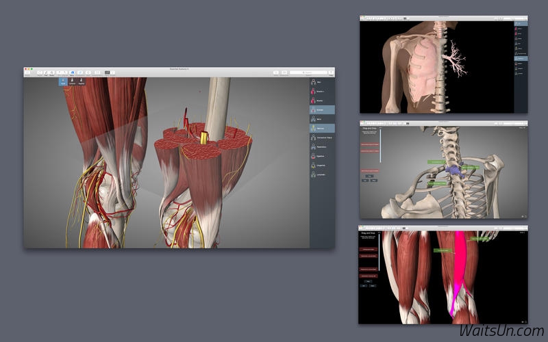 Essential Anatomy 5 for Mac 5.0.2 破解版 - 医学软件 基本骨架